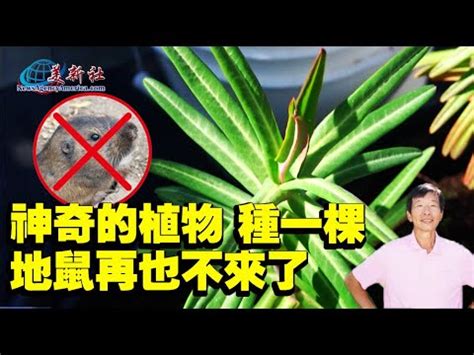 老鼠破壞盆栽|【老鼠破壞盆栽】老鼠毀滅多肉盆栽！一秘訣秒解「盆。